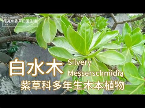 白水木 陽台|白水木養護指南：輕鬆種植白水木的技巧 